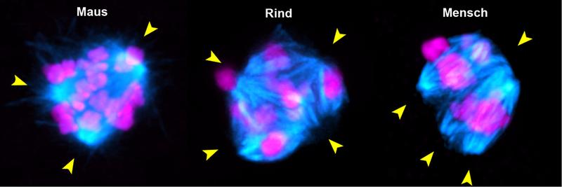 Entfernt man das Protein KIFC1 aus Säugetier-Oozyten (links, Mitte), bilden sie instabile Spindeln (türkis), wie sie bei menschlichen Oozyten vorkommen (rechts). Es kommt zu Fehlern bei der Chromosomentrennung. Gelbe Pfeile zeigen instabile Spindelpole.