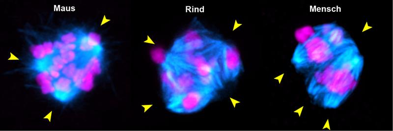 Entfernt man das Protein KIFC1 aus Säugetier-Oozyten (links, Mitte), bilden sie instabile Spindeln (türkis), wie sie bei menschlichen Oozyten vorkommen (rechts). Es kommt zu Fehlern bei der Chromosomentrennung. Gelbe Pfeile zeigen instabile Spindelpole.