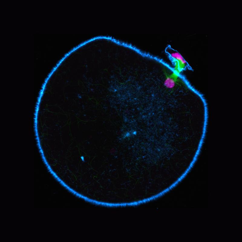 During meiosis, the spindle (green) of a human oocyte halves the chromosome set by segregating the chromosome pairs (magenta). 