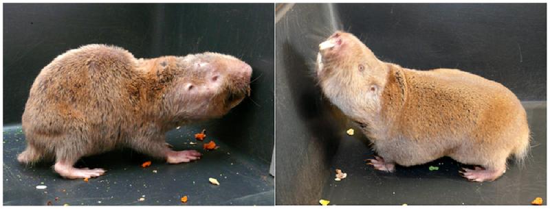 Breeding status determines the pace of aging in gray mole rats (Fukomys mechowii). A 9 year old female from the worker caste with clear signs of aging (left) next to her 6 year older mother from the royal caste (right), which looks much fitter.