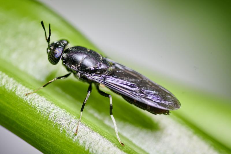 Seit 2019 erforscht ein Wissenschaftlerteam am FBN die Schwarze Soldatenfliege als alternative hochwertige Eiweißquelle.