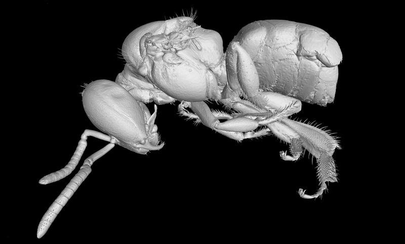 Die Art Hypotrigona kleineri sp. nov. ist vor ihrer Beschreibung ausgestorben. 