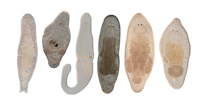 Various species of the genus Macrostomum: the worms are transparent, allowing the size of the male and female reproductive organs to be determined in live animals under the microscope.