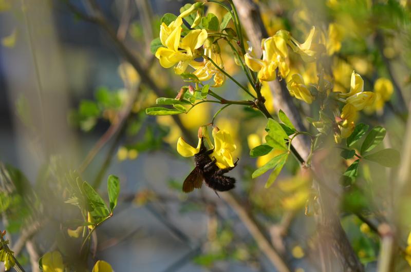 Eine Wilbiene (Xylocopa violacea) während sie Nektar sammelt. 