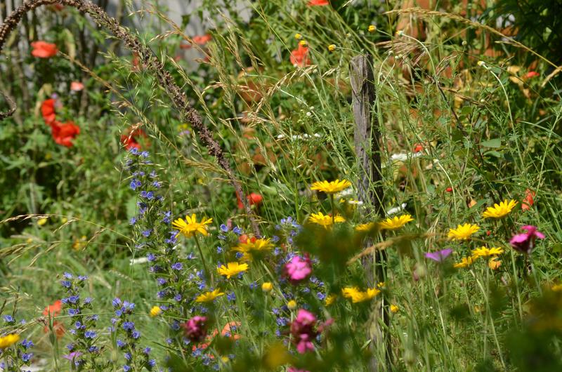 Eine farbenfrohe Blumenwiese, eine wichtige Nektarquelle für städtische Bestäuber. 