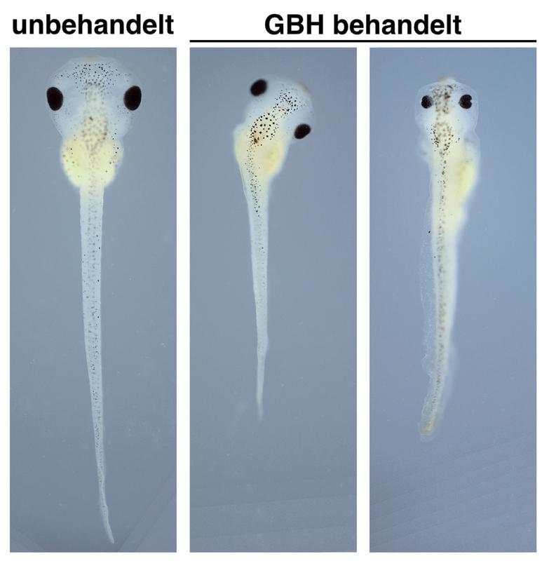 Kaulquappen des Südafrikanischen Krallenfrosches. Die Behandlung mit einem Glyphosat-basierten Herbizid (GBH) führt zu Defekten während der Embryonalentwicklung der Froschembryonen (rechts). Unbehandelte Embryonen entwickeln sich dagegen normal (links)