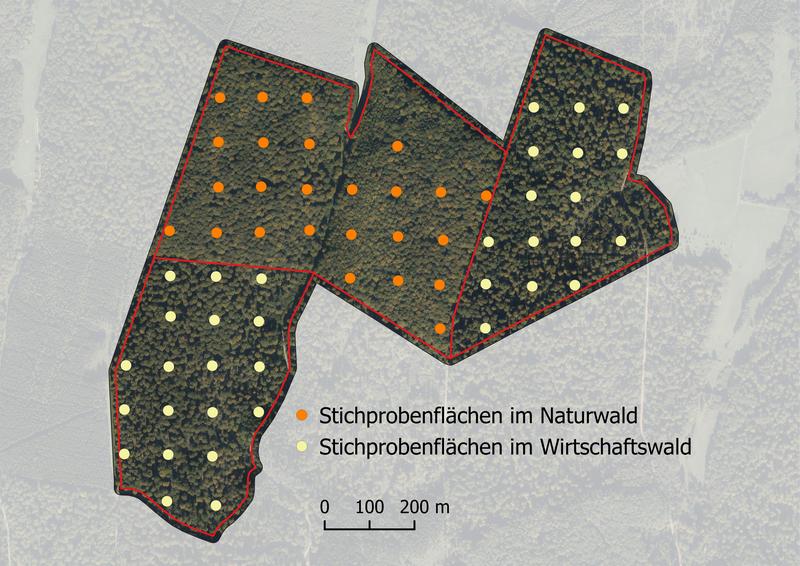 Das Luftbild von 2018 zeigt das Untersuchungsdesign mit systematisch verteilten Stichprobenflächen im Naturwaldreservat mit dicht geschlossenem Kronendach (orange) und im benachbarten Wirtschaftswald mit aufgelockertem Kronendach (gelb)