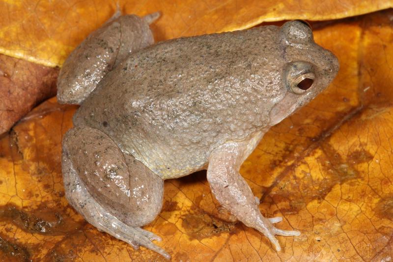 Phrynoglossus myanhessei – eine hessische Entdeckung in Myanmar. 