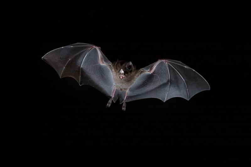 Die Brillenblattnase Carollia perspicillata fliegt nachts auf Futtersuche