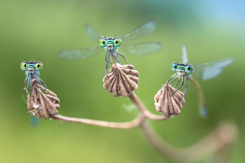 „Facettenreiche Insekten: Vielfalt I Gefährdung I Schutz“ startet in Hamburg und Braunschweig.