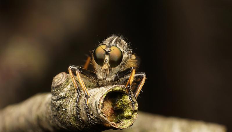 Common awl robberfly (Neoitamus cyanurus).