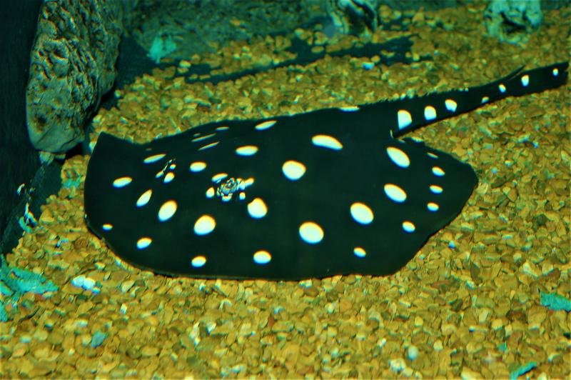 Das Gift von Stachelrochen wie des Süßwasserrochens Potamotrygon leopoldi (Schwarzer Teufelsrochen) enthält Wirkstoffe, die für neue Medikamente interessant sein könnten. 