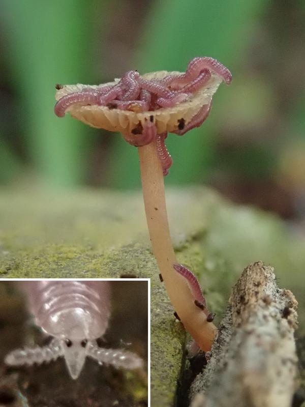 The tropical boring millipede Rhinotus purpureus is often found on fungi, which it presumably feeds on with the help of a sucking pump in its small pointed head.