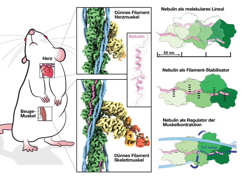 3D-Struktur von Nebulin in seiner natürlichen Umgebung und seine Funktion im Muskel. Nebulin, Tropomyosin, die schwere Kette des Myosin, die essentielle leichte Kette des Myosin und die regulatorische leichte Kette des Myosin sind grün, magenta, hellblau 