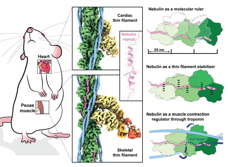 3D-Structure of Nebulin in its native environment. Actin, nebulin, tropomyosin, myosin heavy chain, myosin essential light chain and myosin regulatory light chain are coloured in green, magenta, light blue, dark blue, yellow, orange and red, respectively.