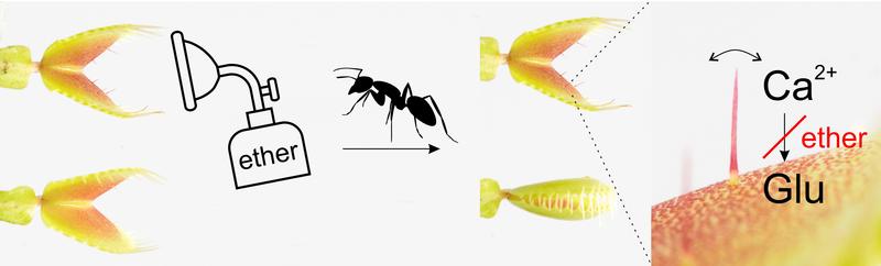 An anaesthetised Venus flytrap (above) can no longer close when stimulated (ant). Reason for this is that ether prevents the propagation of a calcium signal from the sensory hair into the trap (right).