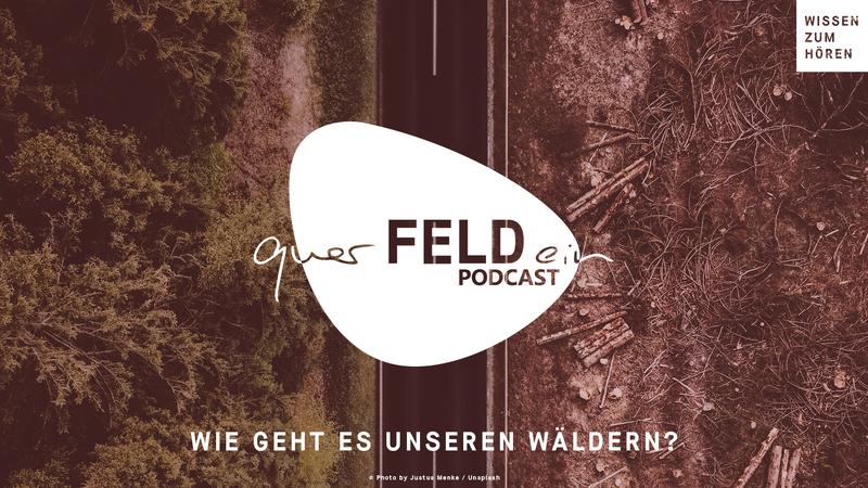 querFELDein-Podcast: Neue Folge zum Thema Wald. Zu Gast ist Prof. Pierre Ibisch von der Hochschule für Nachhaltige Entwicklung Eberswalde (HNEE).