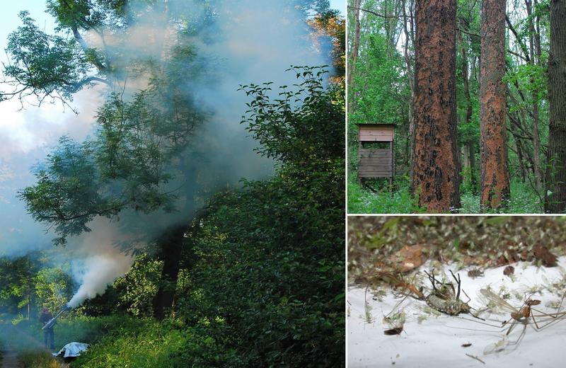 Mit der Fogging-Methode lassen sich Insekten und Spinnentiere aus Baumkronen annähernd vollständig sammeln. Die Tiere werden auf Planen aufgefangen, eingesammelt und bestimmt.