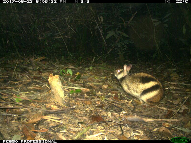 Annamite striped rabbit