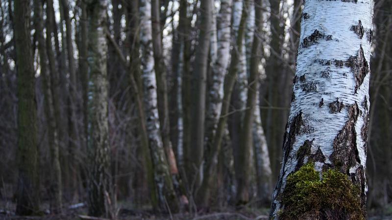 Birken als Bodenreiniger für Mikroplastik.