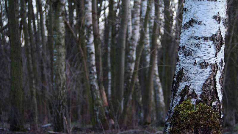 Birken als Bodenreiniger für Mikroplastik.