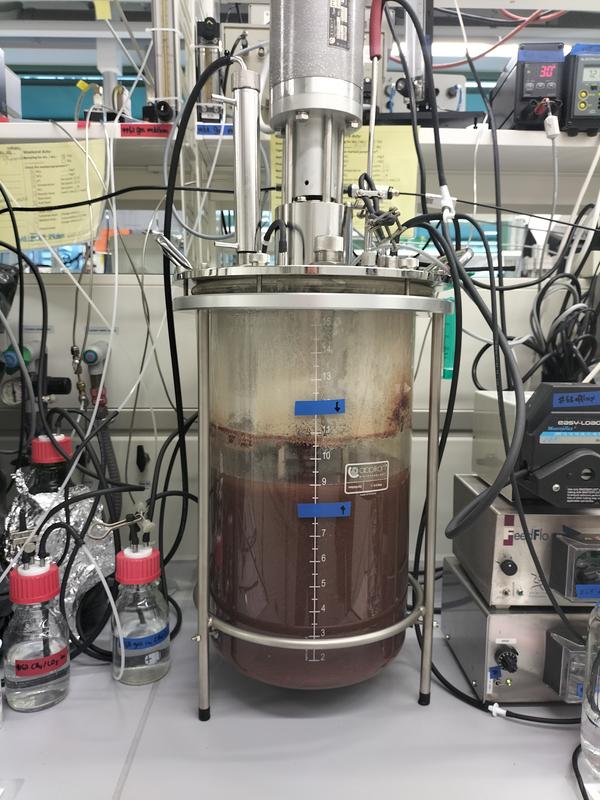 In einem Bioreaktor wachsen Methan-abbauende Mikroorganismen unter Ausschluss von Sauerstoff für Umwelt- und Industrieanwendungen.