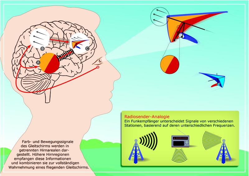 Ähnlich wie ein Funkempfänger, der Radiosender anhand unterschiedlicher Frequenzen unterscheidet (rechts unten), differenzieren höhere Hirnbereiche die Quelle eines eingehenden Nervensignals aus einem niedrigeren Hirnbereich anhand der Frequenz.