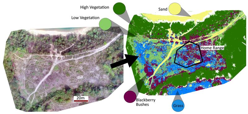  From a map generated from drone images, a categorical map is created with the help of the computer on which the home range is plotted. This allows the comparison of the habitat structure in the studied home range with the surrounding area.