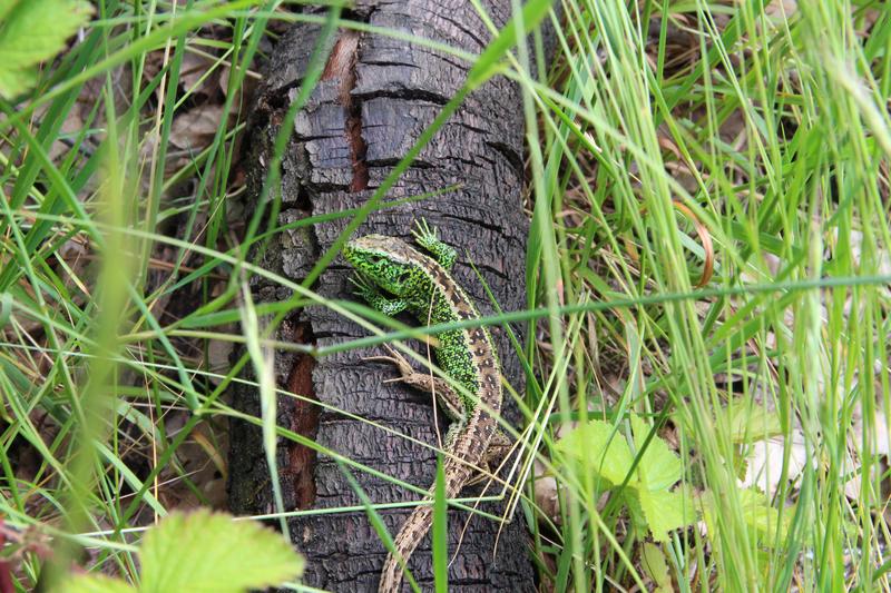 Male sand lizard (Lacerta agilis) on a branch.