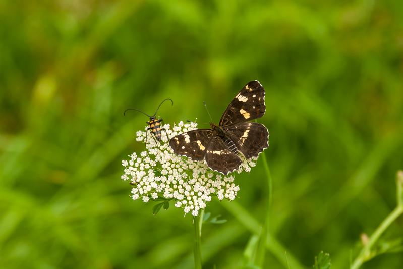 Different groups of insects, e.g., beetles and butterflies, may show similar abundance trends in one place, but dissimilar trends in other places. The photo shows a longhorn beetle (Leptura quadrifasciata) and a map (Araschnia levana).