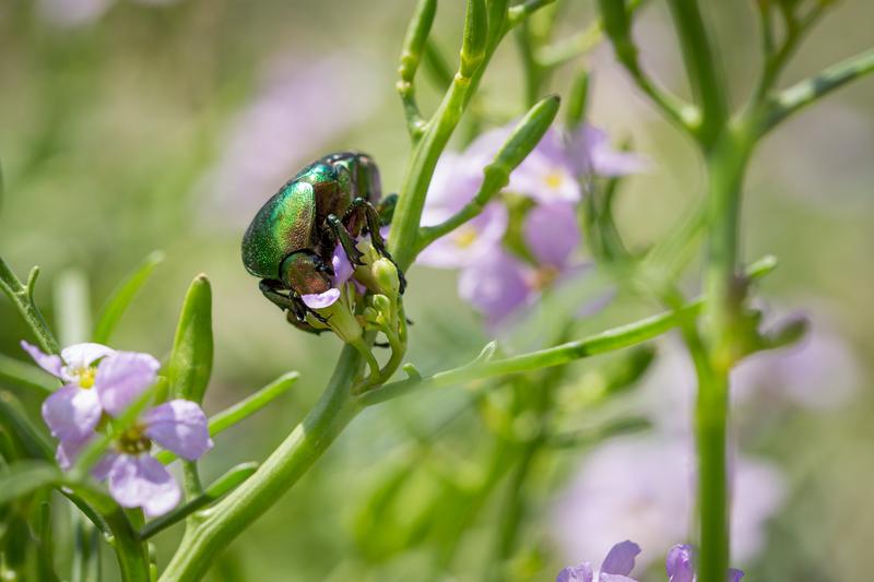 Insects are monitored because they inform about the health of ecosystems. They also play important roles in ecosystems. This flower chafer, for instance, pollinates wildflowers.