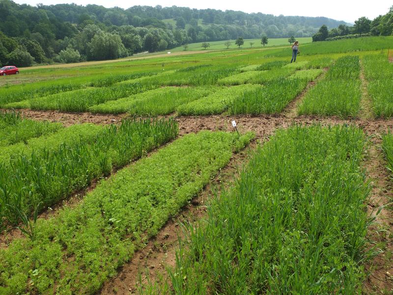 Der Anbau auf Versuchsfeldern der Universität Hohenheim sollte zeigen, wie sich die Linsen auf dem Feld entwickeln.