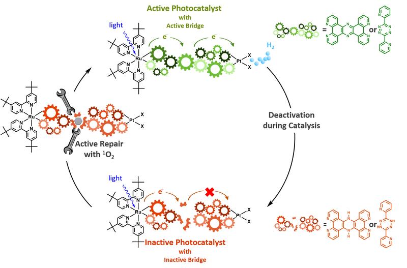 Das Schaubild zeigt den De- und Reaktivierungskreislauf eines Photokatalysator-Moleküls. Der „verbrauchte“ bzw. inaktive Photokatalysator wird durch molekulare Reparaturmechanismen reaktiviert. 