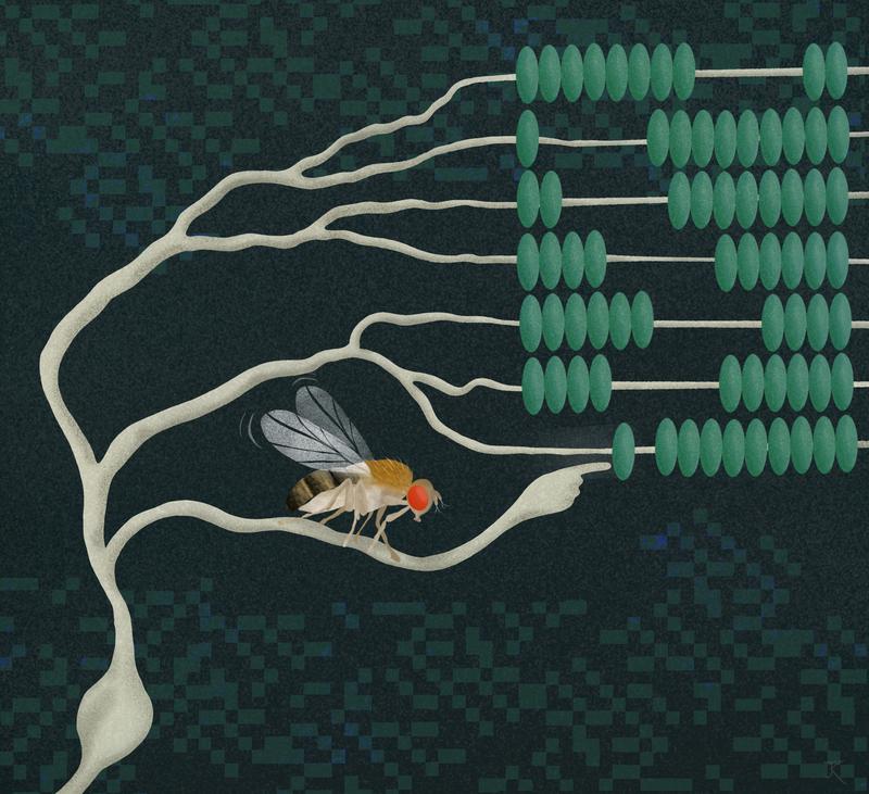 Scientists now show that neurons in the fruit fly brain multiply by dividing by the reciprocal.