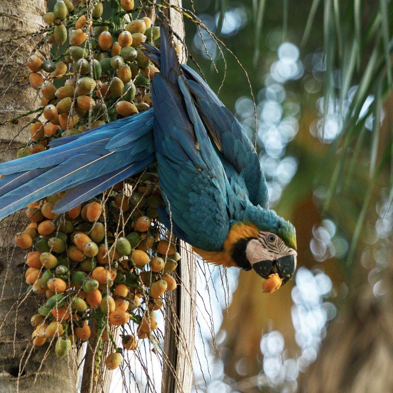 Blue-and-yellow macaw (Ara ararauna) feeding on palm fruits. 