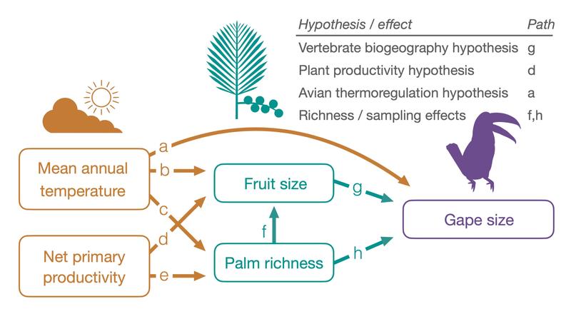 Hypothesized direct and indirect links between climatic variables, palm fruit size, palm richness and bird gape size, shown as a path diagram. 