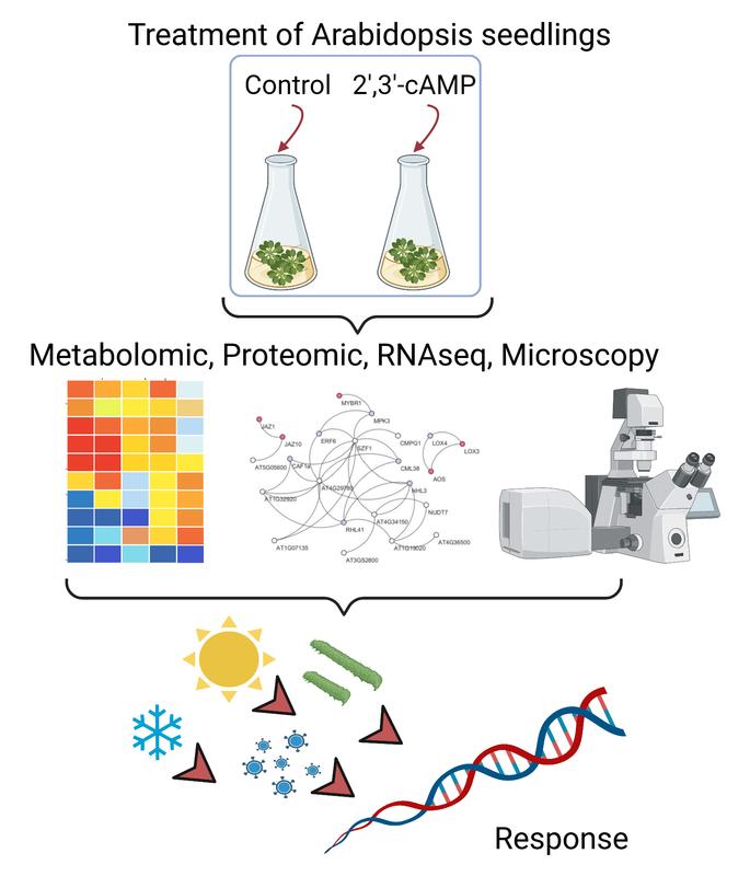 Schematic representation of the effects of 2',3'-cAMP treatment in A. thaliana at the transcriptomics, proteomics and metabolomics levels. 2', 3'-cAMP was shown to induce the same changes in the plant as abiotic stresses.