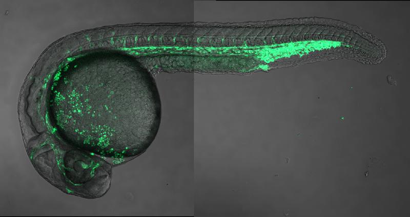 Zebrafisch-Embryo 24 Stunden nach der Befruchtung mit einer geklonten Enhancer-Region, die in roten Blutkörperchen und Blutgefäßen aktiv ist (grün). Dieses Bild bestätigt die Vorhersagen, die mithilfe von Genomik und maschinellem Lernen gemacht wurden.
