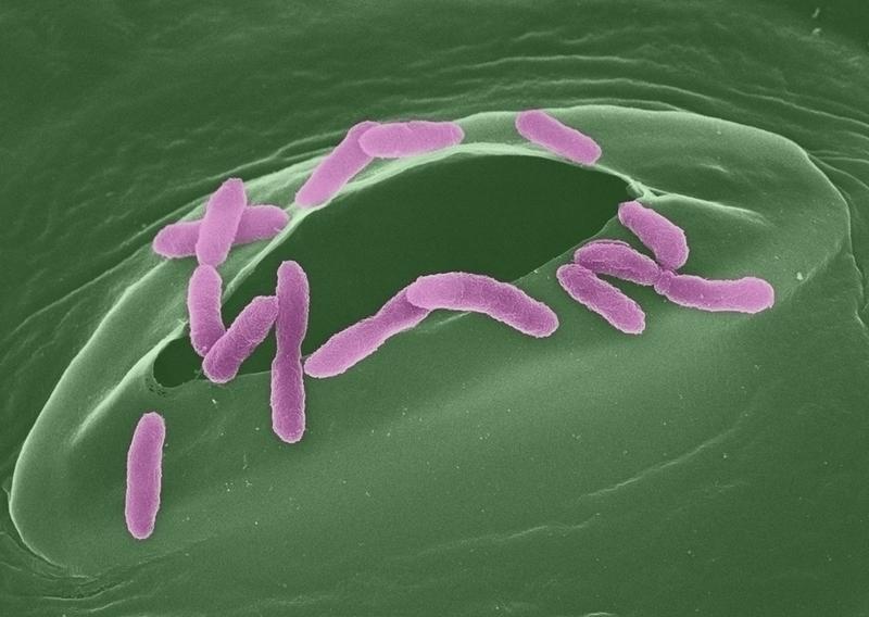 Kolorierte Rasterelektronenmikroskopaufnahme von Pseudomonas-Bakterien, beim Eindringen in eine Spaltöffnung eines Pflanzenblatts 