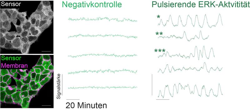 ERK-Aktivität in Stammzellen. Links: Sensor in Zellen. Rechts: pulsierende Aktivität: hellgrüne Kurven sind Kontrolle, dunkelgrüne Kurven Oszillation. 1 Stern: reguläre Pulse, 2 Sterne: isolierte Pulse, 3 Sterne: pulsierenden und nicht-pulsierenden Phasen