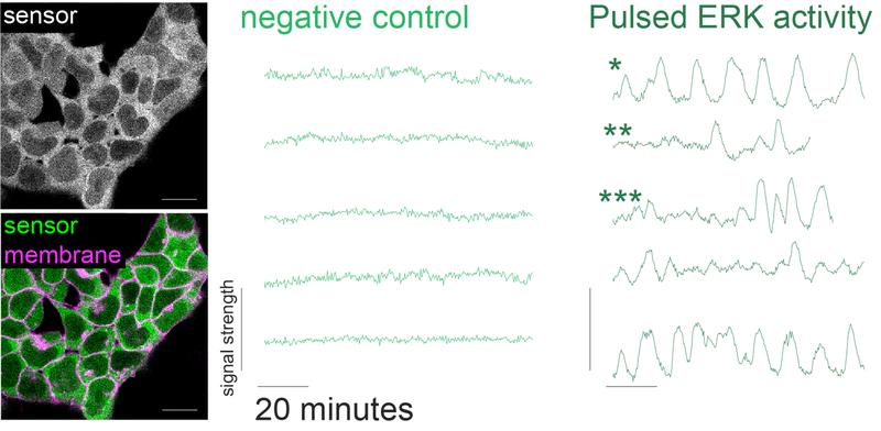 Pulsating ERK activity in stem cells. Left: sensor (green) in cells. Right: pulsating activity, light green curves are control and dark green curves the oscillations. *: regular pulses, **: isolated pulses, ***: pulsating and non-pulsating phases.