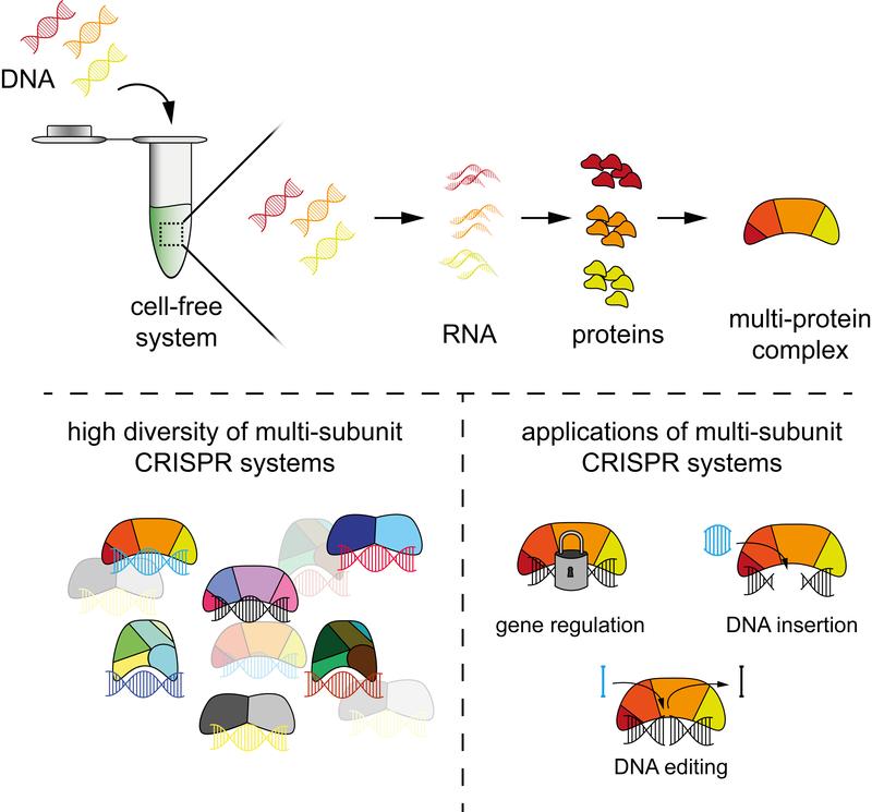 The authors developed a way to rapidly characterise CRISPR systems using cell-free systems, making it easier to explore these bacterial immune systems and develop the next generation of CRISPR technologies