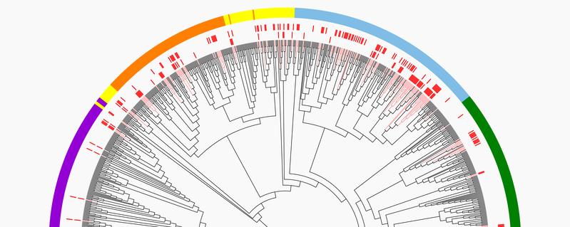 Im Rahmen der Studie wurden evolutionäre Stammbäume erstellt, um die Vielfalt der Innexine bei Wirbeltieren und wirbellosen Tieren zu analysieren.