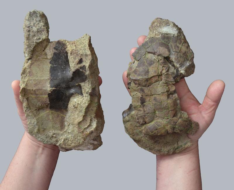 Plastron (left) and carapace (right) of the new turtle species Dortoka vremiri from the Late Cretaceous of the Hateg Basin (Romania).