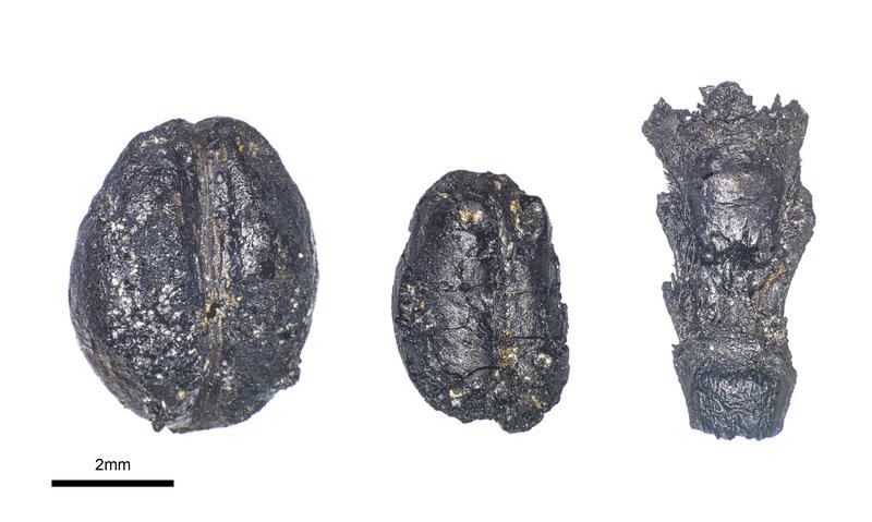 Remains of crops from the Neolithic period like naked barley and naked wheat indicate connections between geographically distant settlements.