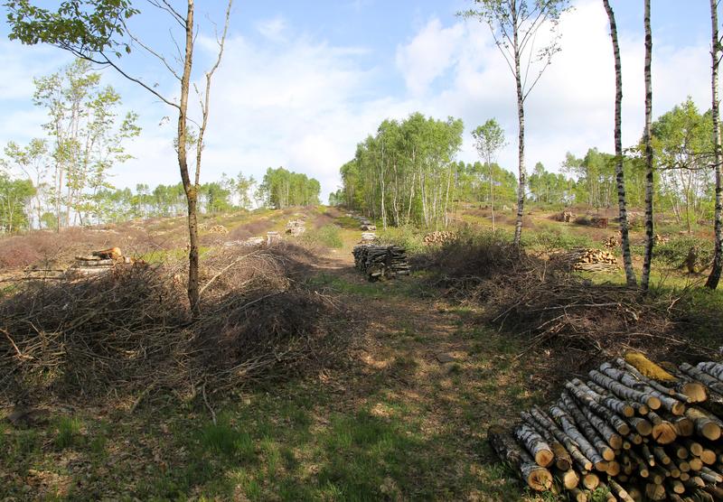 Frisch eingeschlagenes Brennholz in den "Haubergen" des hessischen Lahn-Dill-Berglandes.