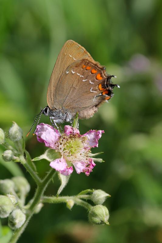 Der Eichenzipfelfalter (Satyrium ilicis) kommt in größerer Zahl nur noch auf den letzen Niederwaldflächen Deutschlands vor.