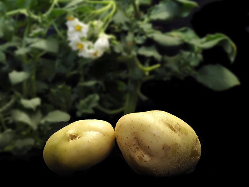 Kartoffeln mit Pflanzen und Blüten im Hintergrund 