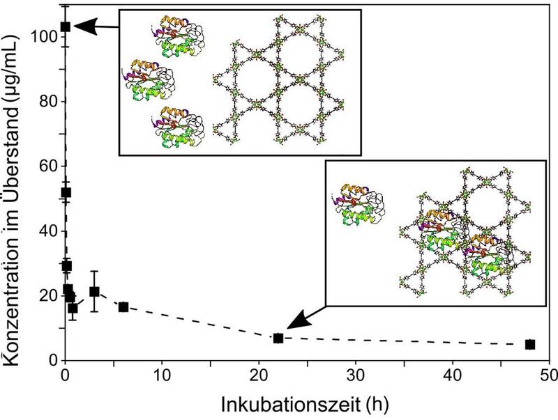 Die riesigen Biomoleküle diffundieren einzeln in die passgenau gestalteten Poren eines metallorganischen Gerüsts. (Grafik: Dr. Raphael Greifenstein, KIT)