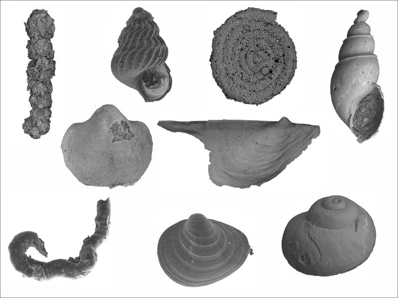 Auch bei Fossilien, die vor Millionen von Jahren ausgestorben sind, lässt sich rückschließen, wie sie einmal gelebt haben.